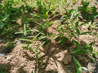 周至竹峪 延伸中藥飲片產(chǎn)業(yè)鏈條，謀產(chǎn)業(yè)振興新篇章